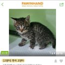 우리집막내 이미지