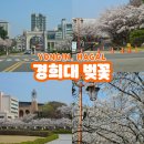 경희대 혜정박물관 | 경희대 벚꽃 수원 용인 벚꽃명소 애견동반 산책 (주차요금 팁)