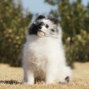 라임레이디 이미지