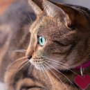 도그앤캣 동물병원 이미지