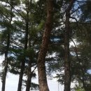 나무랑 풀이랑 이미지