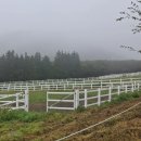 제주한라대학교 마사학부 실습승마장 이미지