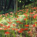 마산공원 Daum카페