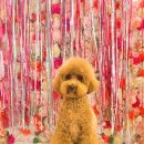 에떼르넬 슈슈 이미지