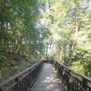 광평로10길(대모산1로) | 대모산 산책하다 고라니 두 마리 만났습니다 (11월 가을 정취)