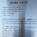 능주향교 은행나무 이미지