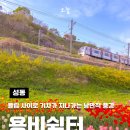 공지쉼터 | [공지] 알록달록 꽃들 사이 지나가는 기차 중랑천 용비쉼터 튤립 명소 주차 꿀팁 및 방문후기