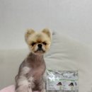펫츠다이닝(pet's dining) 네이버블로그