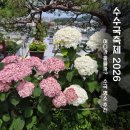 수국축제 2026 어디 갈까? 울산 장생포·부산 태종대·서울 초안산 수국 명소 총정리