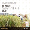 충남농업기술원, 7월에 수확하는 쌀, 빠르미 품종 선보여 이미지
