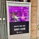루이비똥돼지&소