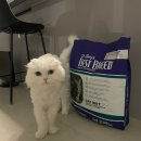 베스트 캣 | 고양이 사료 추천 베스트브리드 홀리스틱 캣 내돈내산 후기