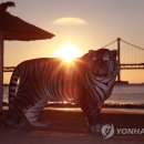 호랑이기운