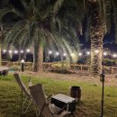 팜트리 빌리지 이미지