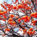 행정사 양승인 사무소 이미지