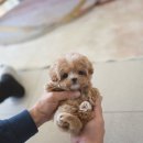 도로시 퍼피 이미지