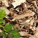 구기자 약초시장 이미지