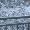 노모어피자수락산점 이미지