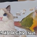 새점 | 2026년 새점 쳐 드려요! 앵무새와 고양이가 뽑아주는 신년운세