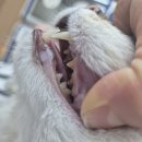 팔달문 안내센터 앞 | [고양이 무료건강검진]한국고양이혈액센터 고양이 헌혈 후기