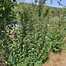 예심농장 이미지