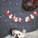 주견야DOG 이미지