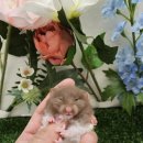 패러그린샵 명지점 이미지