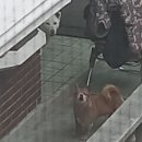 내가 창문 열면 이웃강아지가 극대노함 이미지