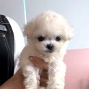 보은병원 | 보은강아지 미니비숑 분양 - 대전 동양 애견에서 만난 구름 같은 친구