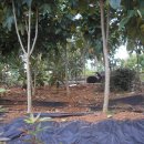 비파농장 이미지