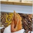 똥강아지 수제간식 이미지