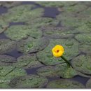 비오는날의 서운암의 꽃들 : 왜개연꽃/개연꽃/붓꽃/노랑꽃창포/금낭화/작약 이미지