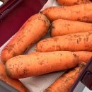 수현농장 | 구좌당근·흙당근 제대로 맛보는 제주당근 제주가볼만한곳｜제주향기 효동이네감귤