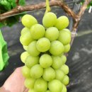 우진종합물류김천지점 | 샤인머스켓 추천 당도보장 프리미엄 샤인머스켓 1kg 청광농수산 특징과 솔직 구매 후기 비교