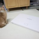 마르다 | 고양이 밥그릇 식기 매트 마르다 반려동물 규조토