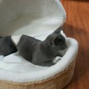 치치펫동물병원 네이버블로그