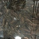 남원본가맛추어탕 이미지