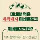 계족돼지