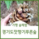 숲향기 목공방 | 경기도 가평 가볼만한곳 잣향기푸른숲에서 피톤치드 힐링치유 체험