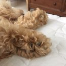 퍼피앤캣 이미지