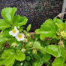 복기농장 이미지