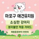 소심유치원 | 분리불안·소심한 강아지, 마포구 애견유치원 적응은 어떻게 시작할까?