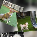 도그와트 이미지