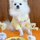 펫쯔스낵 애견수제간식 안산본점 이미지