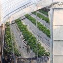 도화리농장 이미지