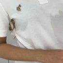 얼룩말직구