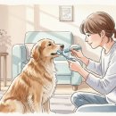 케어덴 동물치과&내과병원 이미지