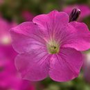 대구이곡초등학교 이미지