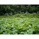 도새울마을 이미지