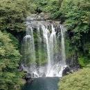 천제연 담팔수나무 이미지